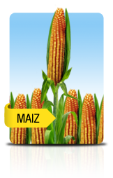 maiz