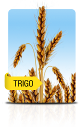 trigo